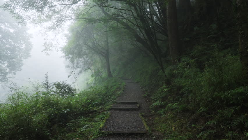 Misty forest path with wooden steps