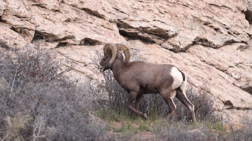 Bighorn Sheep running and jumping up a cliff in the Utah desert in the San Rafael Swell.