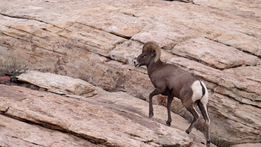 Desert Bighorn Sheep walking in slow motion in the San Rafael Swell in Utah.