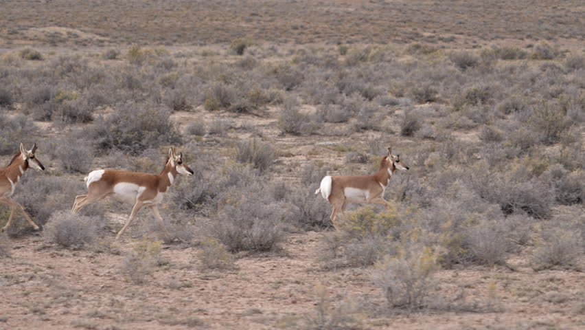 Pronghorn running through the desert in slow motion through the San Rafael wilderness.