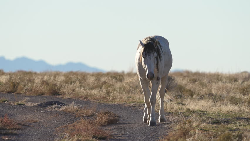 Long wild horse walking down dirt road in the Utah desert in slow motion.