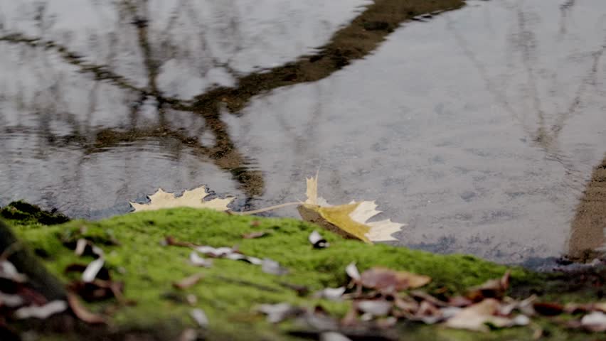The shore of an autumn lake, yellow leaves, dark quiet water, dancing and swaying reflections of trees in the water, a dark forest on the shore, cloudy weather, autumn, loneliness