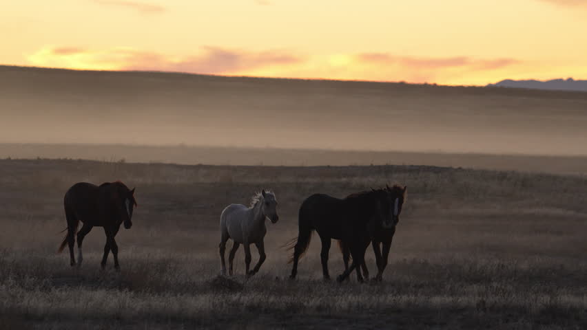 American wild horses running through the desert in Utah at dusk.