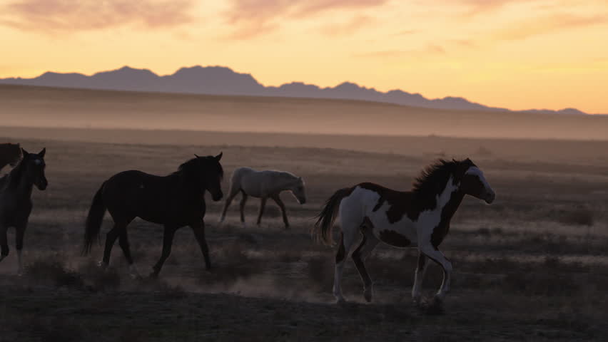American wild horses running through the desert in Utah at dusk in slow motion.