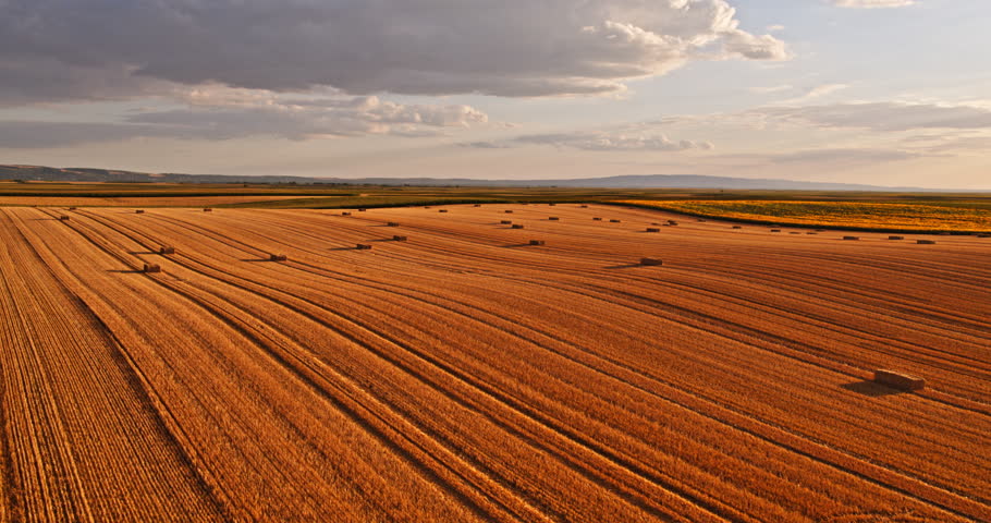 Harvested field with hay bales at sunset developing agriculture
