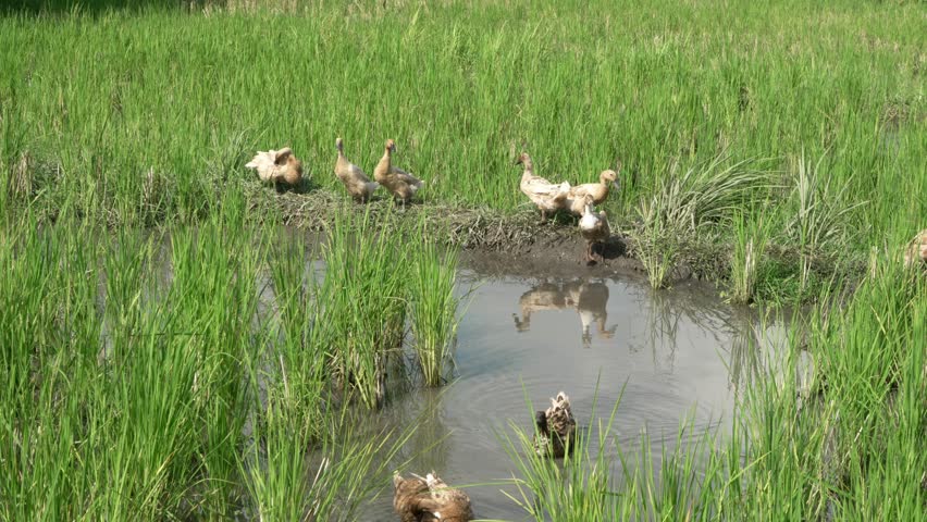 Anas platyrhynchos mallard duck herd pasture bath and grazing in ricefield in Ubud Bali