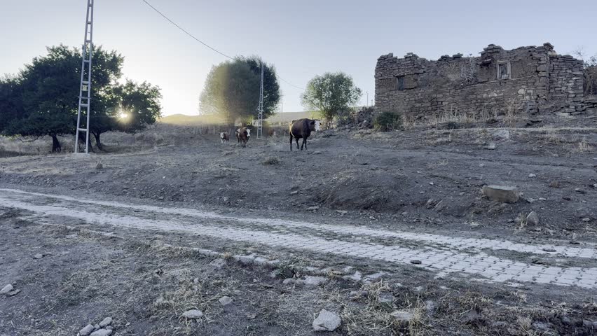 Village life cow livestock grass