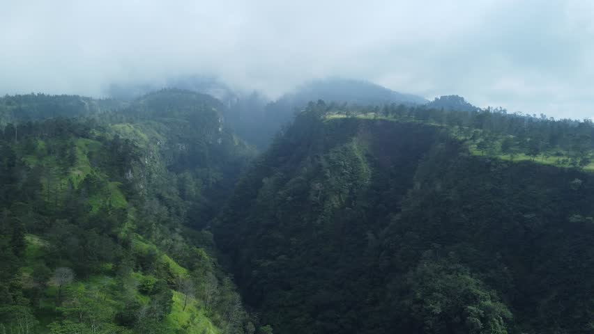 landscape forest with fog in the morning