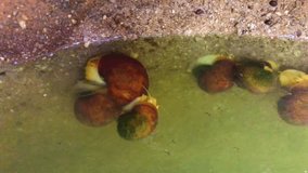 Snails Footage 4K – Slow Moving Snail on Leaf Macro Closeup Nature Video - Powered by Shutterstock - Get 15% off with code: PIKWIZARD15