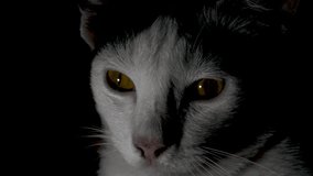 Sixteen frames of a white cat with yellow eyes in a dark ambiance, conveying mystery and intrigue. The feline gaze and the low light create a captivating visual narrative. - Powered by Shutterstock - Get 15% off with code: PIKWIZARD15