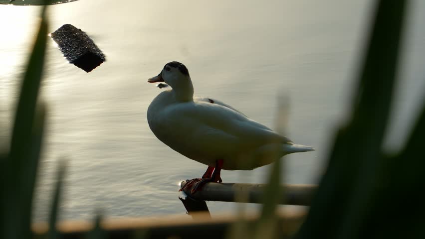 A white American Pekin duck is resting and relaxing at the shore of a pond during a beautiful sunset, with the sun