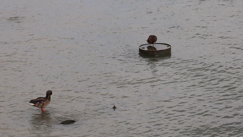 Two Mallard Wild Ducks Standing at Oil Barrel in Polluted Sava River