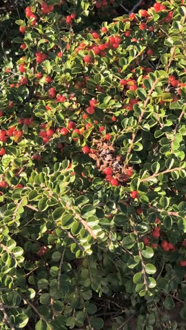 Close-up of glossy green leaves and bright red berries on a dense shrub. Vivid contrast, natural texture, and botanical detail in an outdoor garden setting.