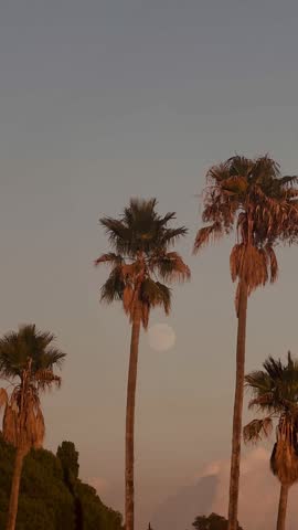 Palm Trees Silhouette Under Pink and Purple Sky with Moon at Sunset – Warm Colors Vertical View