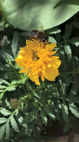 Macro shot of a honeybee collecting nectar from a vibrant marigold flower. Bright orange-red petals, yellow center, and blurred green background highlight pollination in nature.
