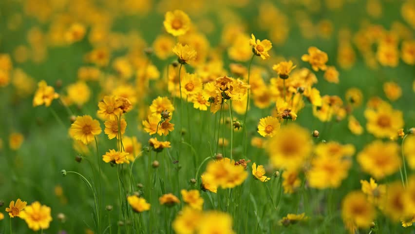 Yellow flowers bloom in spring