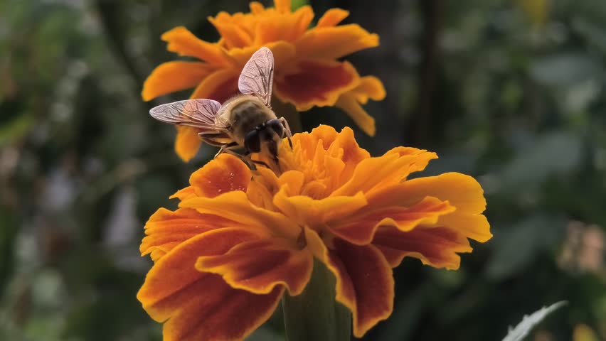 Macro shot of a honeybee collecting nectar from a vibrant marigold flower. Bright orange-red petals, yellow center, and blurred green background highlight pollination in nature.
