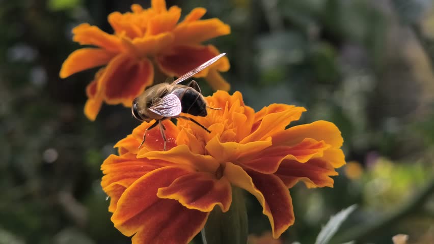 Macro shot of a honeybee collecting nectar from a vibrant marigold flower. Bright orange-red petals, yellow center, and blurred green background highlight pollination in nature.
