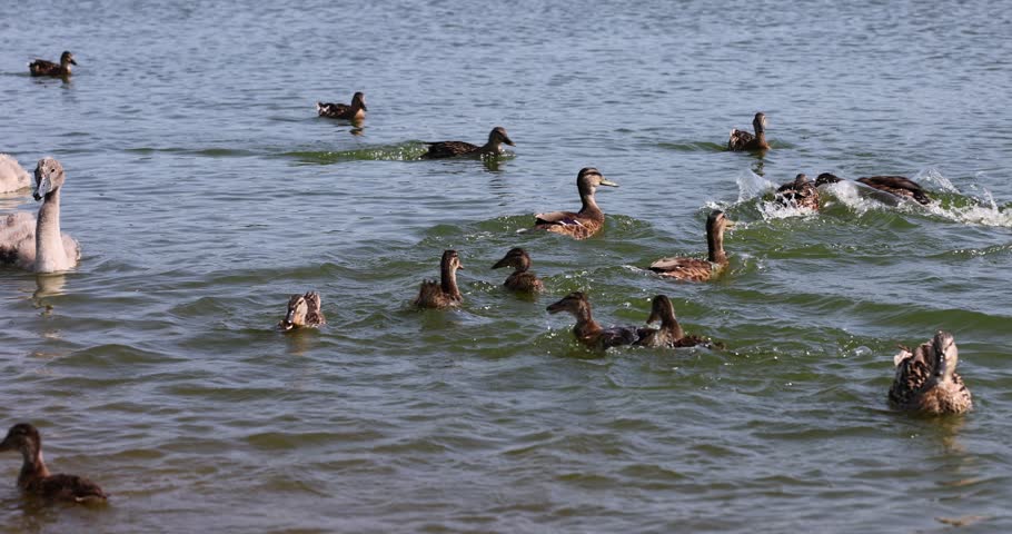 wild ducks on the lake in the summer, ducks swimming in the lake