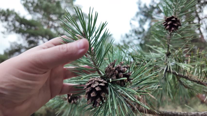 Pine cones on a branch. Pine cone in hand.