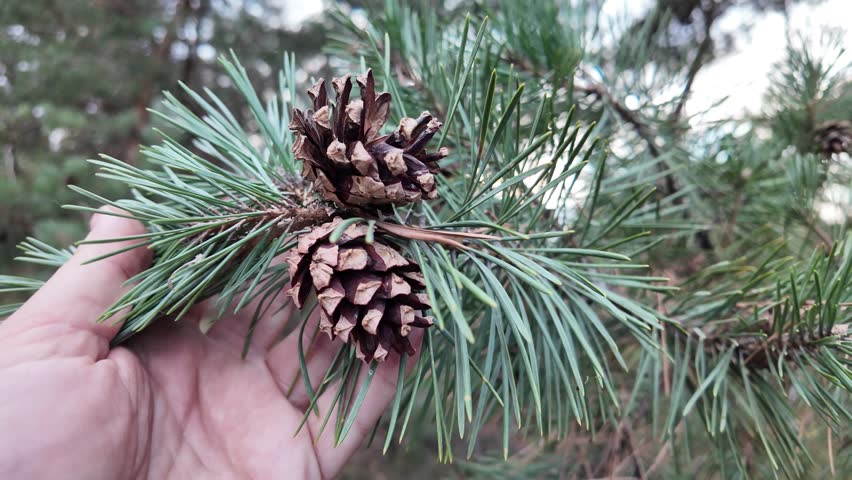 Pine cones on a branch. Pine cone in hand.