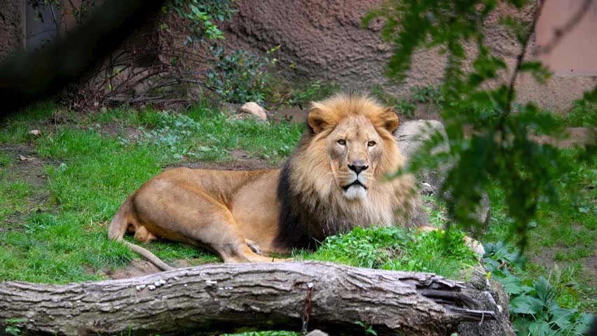 African Lion close up view at the John Ball zoo in Grand Rapids, Michigan.