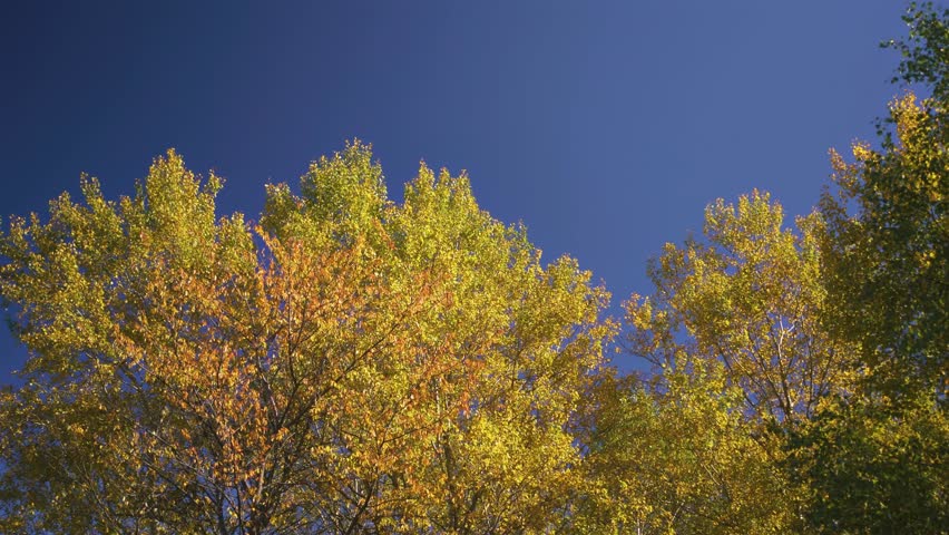 Vibrant Autumn Colors in Tree Canopies of Sunny Forest with Blue Sky