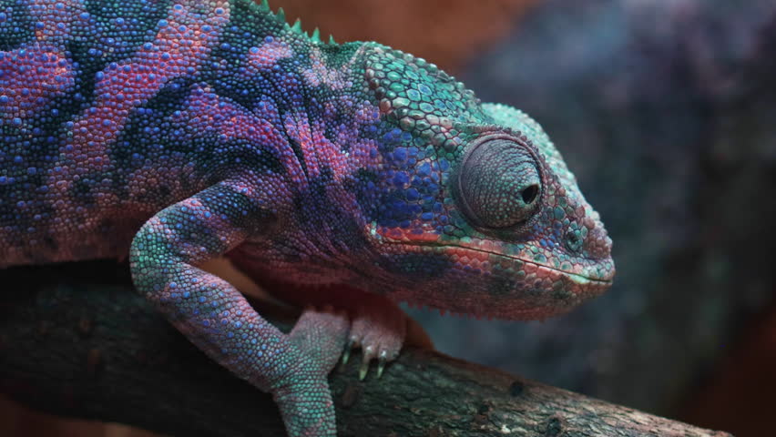 Detailed macro shot of a vibrant panther chameleon, showcasing its textured skin in shades of purple, blue, and teal as it rests on a tree branch and observes its surroundings - Powered by Shutterstock - Get 15% off with code: PIKWIZARD15
