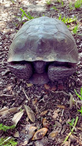 Gopher tortoise resting on the ground 