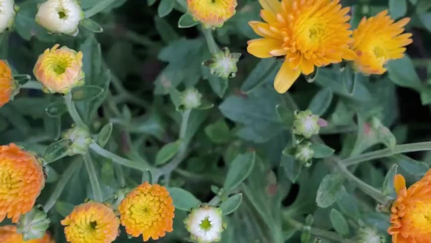 Orange chrysanthemum blooming plant flower