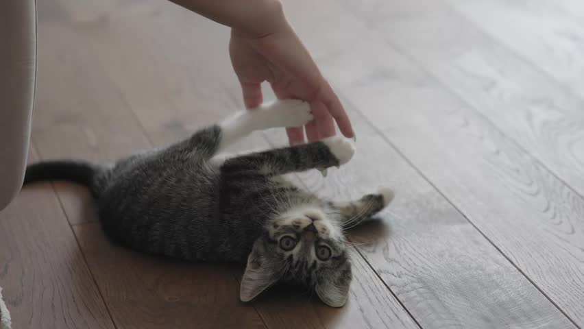 A kitten playfully reaches for a hand on a beautiful wooden floor, capturing the essence of joy and happiness