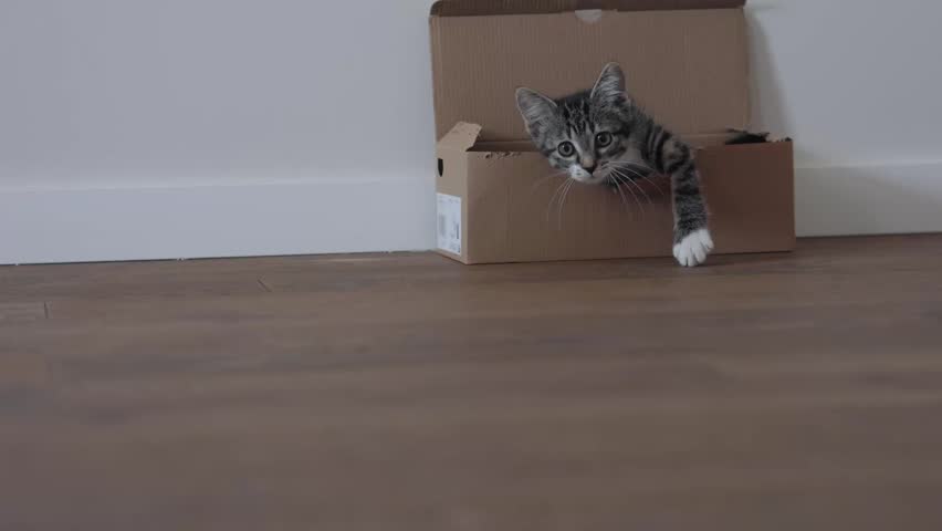 A curious little cat cautiously peeks out from a cozy cardboard box in a warm and inviting home setting