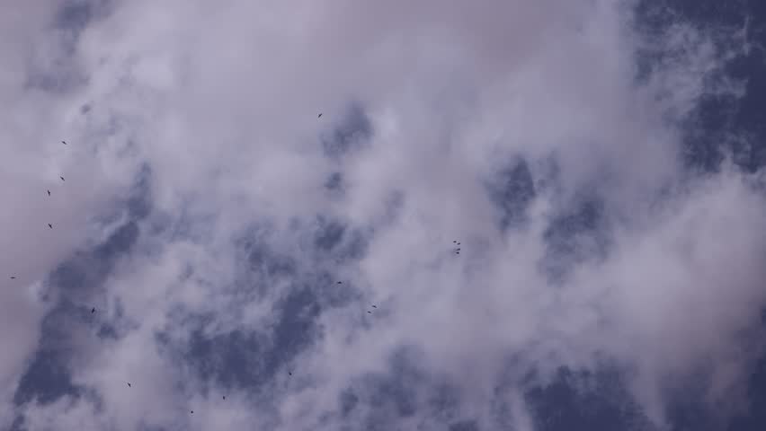 Birds flying in the sky in Sahara desert in slow mo 100 fps
