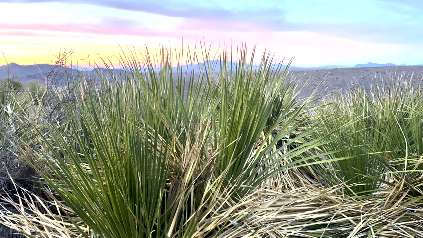 Rising from Sotol Plants to View of Big Bend National Park