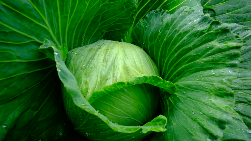 Close up of well grown white cabbage head and moving camera away revealing whole garden bed of veggies