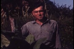 1950s - Home movies of an unknown man standing in a field of tobacco plants, 1952.