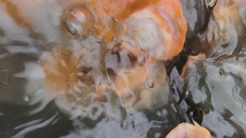 Goldfish in the natural pond