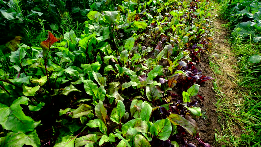 Moving camera backwards above garden bed full of beetroots well growing in full sun