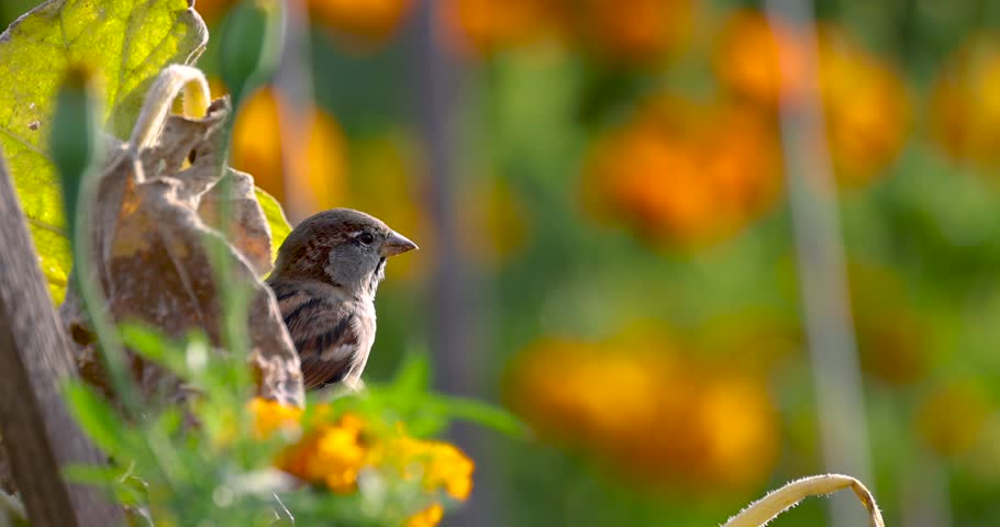 Close up view of House Sparrow bird in the colorful flower garden.
