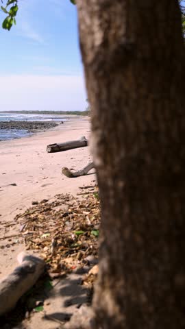 Unspoiled, sandy tropical beach with driftwood and gentle waves under a blue sky