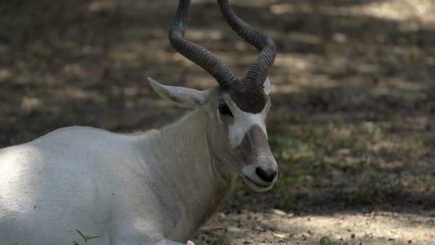 A close-up of an Addax resting