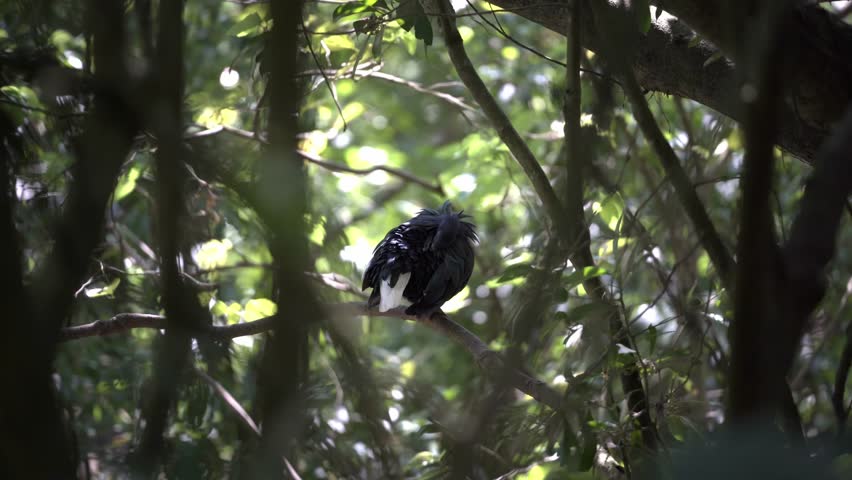A Large black bird sitting on a tree branch