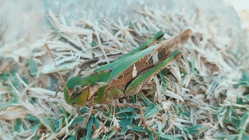 Close Up Ground Level View Of Green Brown Grasshopper
