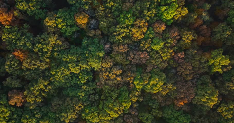 Aerial view of vibrant forest in Arkansas, showcasing autumn foliage