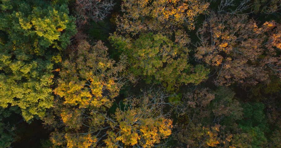 Aerial view of colorful autumn forest in Arkansas, depicting serene nature