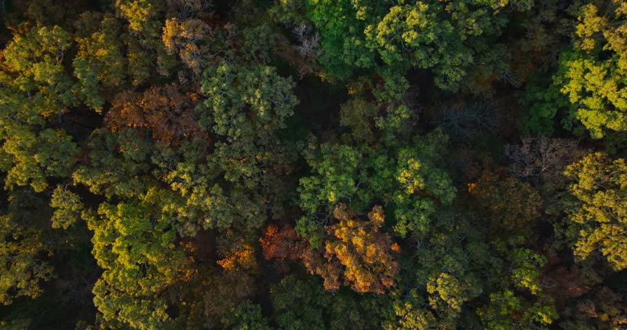 Aerial view of lush green forest in Arkansas during autumn season