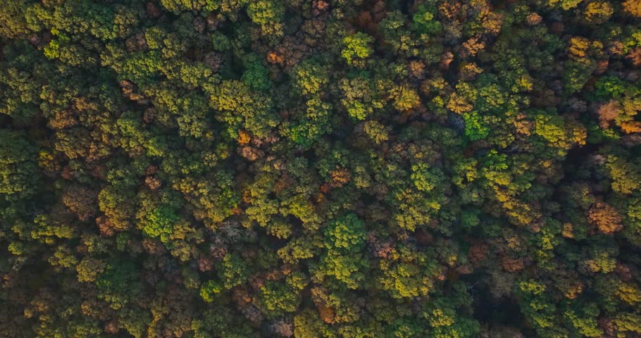 Aerial view of vibrant Arkansas forest in fall with colorful foliage