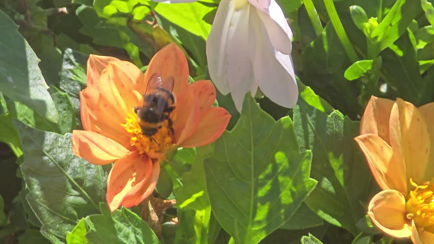 Apis mellifera (European honey bee) gathering pollen from vibrant orange Dahlia pinnata bloom in sunny garden, surrounded by green foliage and other flowers in Napier, New Zealand