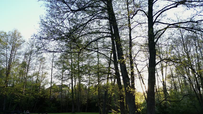 Drone Rising Above Tree with Sun Rays Shining Through Branches at Sunset