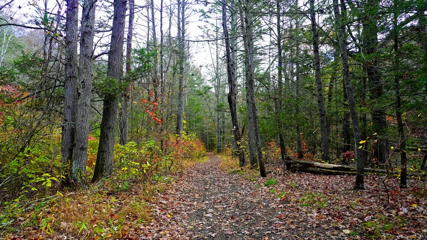 Walk through a serene forest trail in autumn. Enjoy beautiful colors, fallen leaves, and the calm ambiance of nature. Perfect for a relaxing outdoor escape.